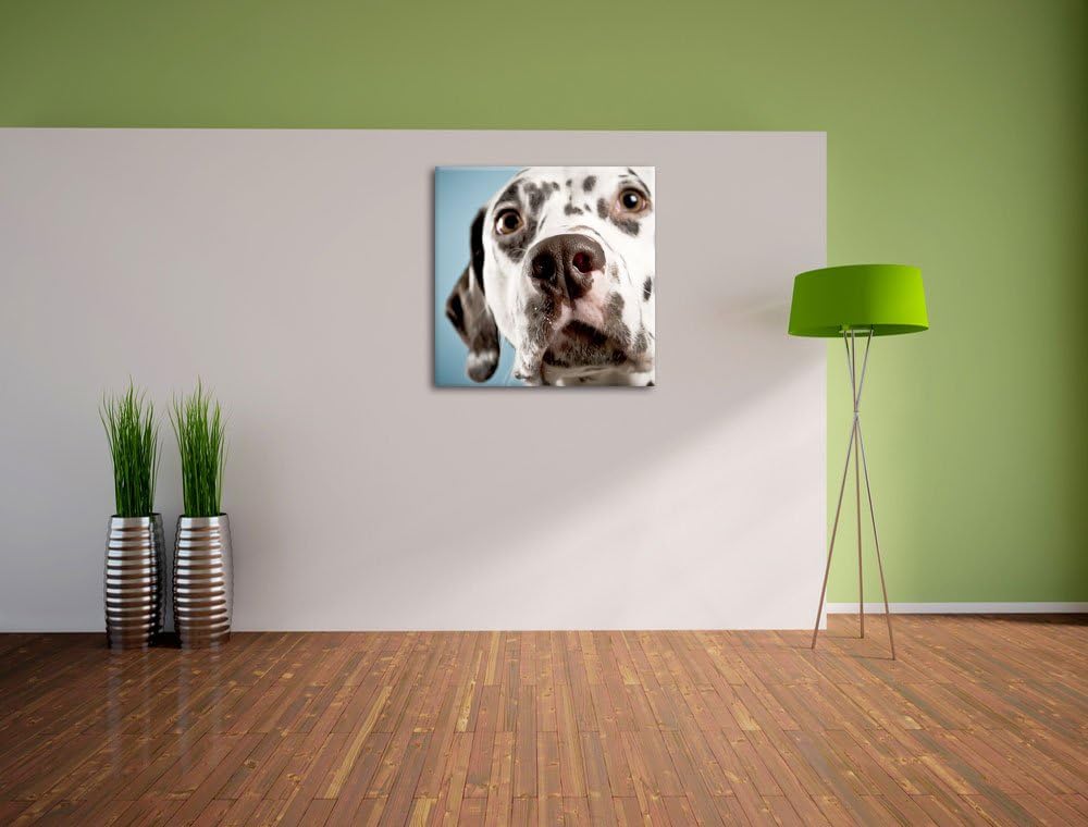 Süsser Dalmatiner, Format: 70x70 auf Leinwand, XXL riesige Bilder fertig gerahmt mit Keilrahmen, Kun