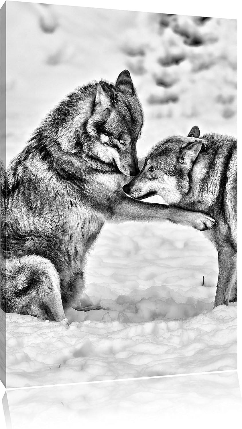 Pixxprint spielendes Wolfsrudel als Leinwandbild/Grösse: 100x70 / Wandbild/Kunstdruck/fertig bespann