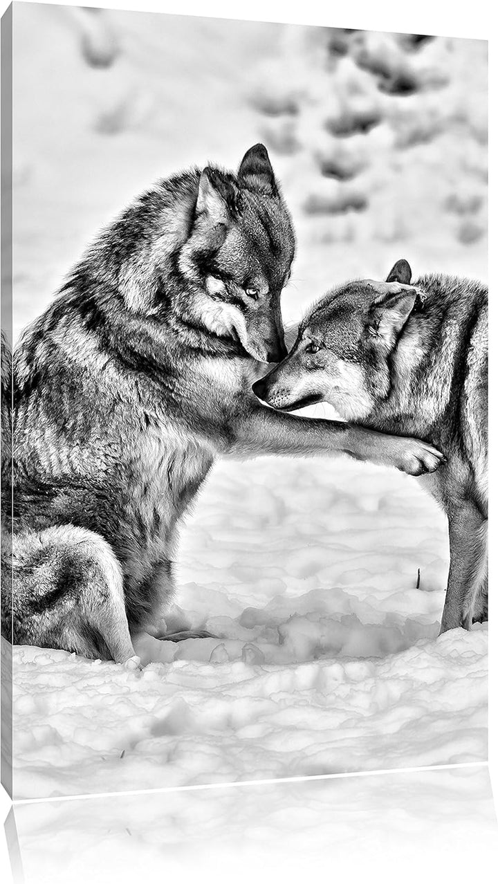 Pixxprint spielendes Wolfsrudel als Leinwandbild/Grösse: 100x70 / Wandbild/Kunstdruck/fertig bespann