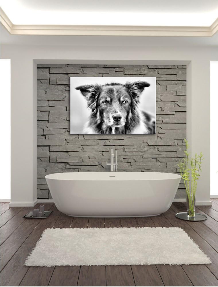Australien Shepherd Mischling als Leinwandbild/Grösse: 100x70 / Wandbild/Kunstdruck/fertig bespannt,