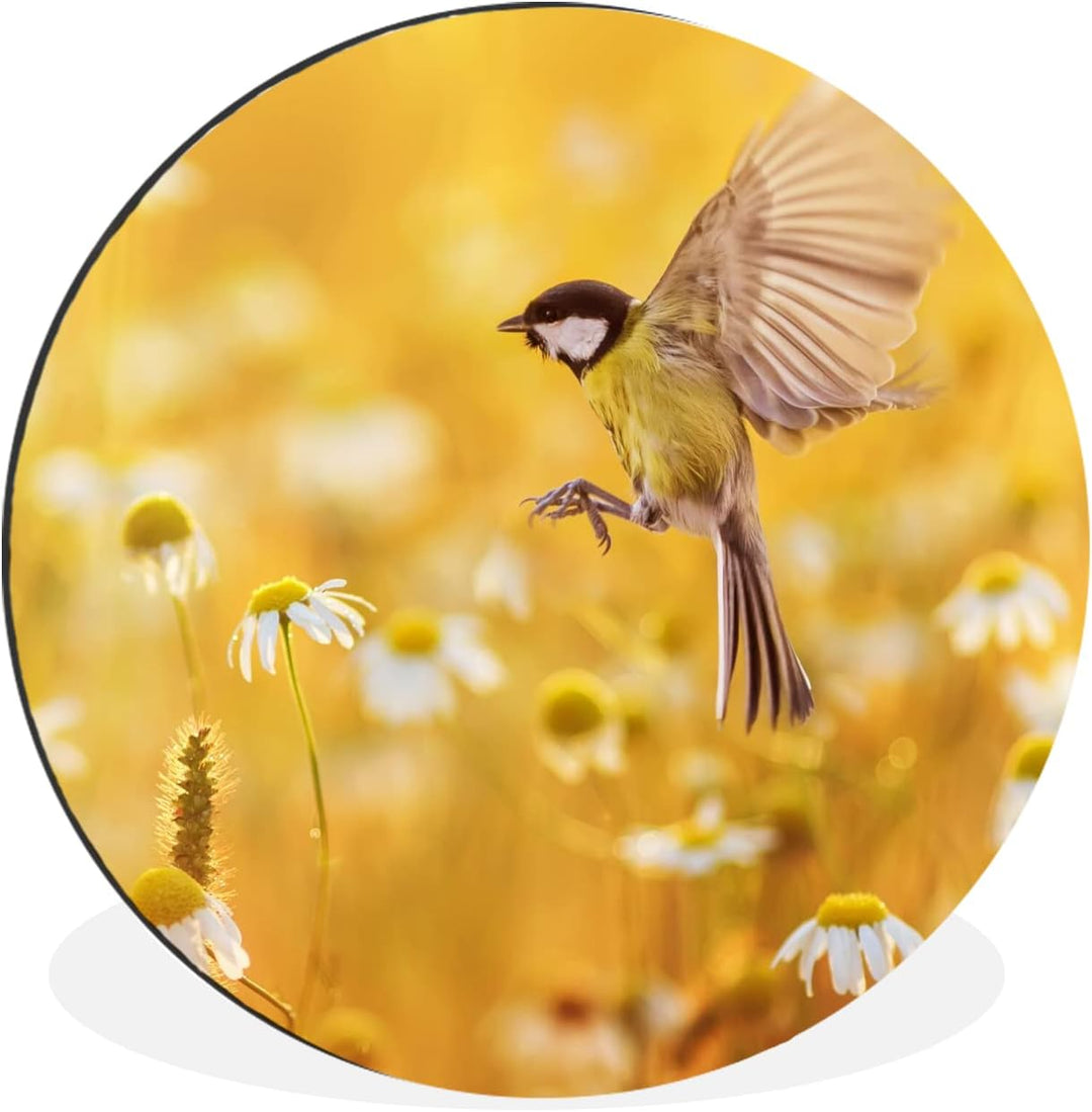 MuchoWow Wandbild Rund Wanddeko Deko Wohnzimmer Bilder 30x30 cm Vogel - Kohlmeise - Blumen - Gänsebl