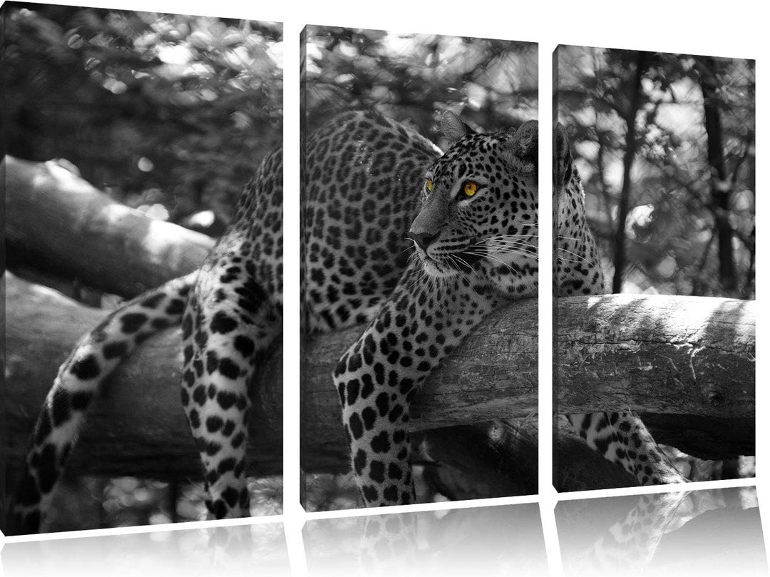 Pixxprint liegender Leopard auf AST als Leinwandbild | Grösse: 3 Teilig (120x80) | Wandbild| Kunstdr