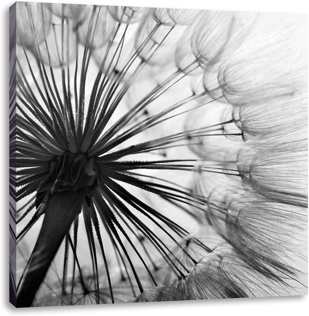 Pixxprint Schöne Pusteblume Schwarz/Weiss, Format: 70x70 auf Leinwand, 70x70