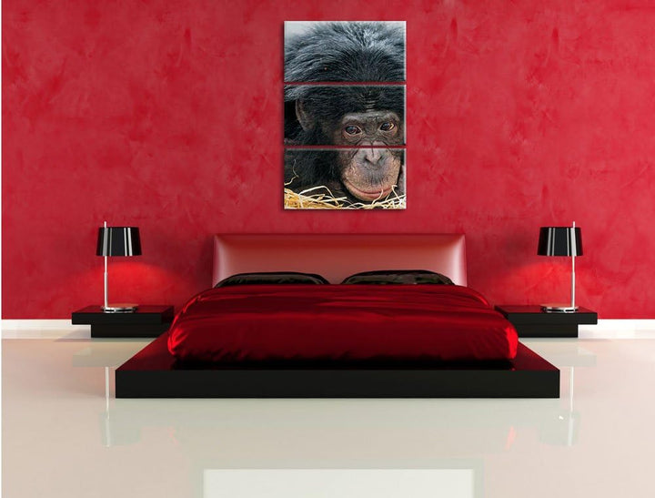 Pixxprint Kleiner Schimpanse im Heu 3-Teiler Leinwandbild 120x80 Bild auf Leinwand