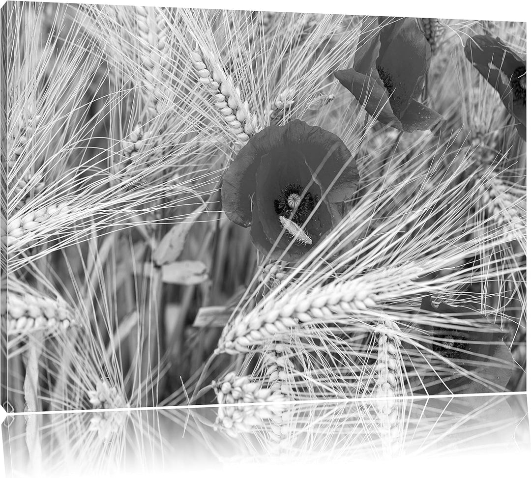 Pixxprint Mohnblumen auf dem Mais-Feld als Leinwandbild/Grösse: 100x70 cm/Wandbild/Kunstdruck/fertig