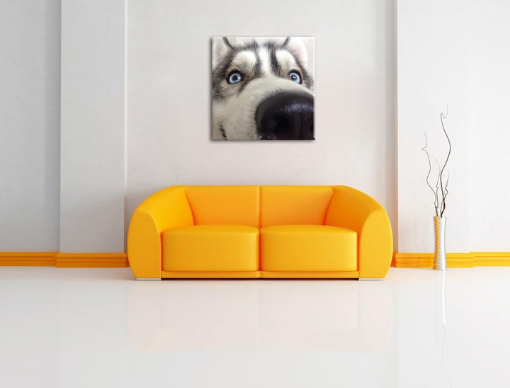 Glücklicher Husky, Format: 70x70 auf Leinwand, XXL riesige Bilder fertig gerahmt mit Keilrahmen, Kun