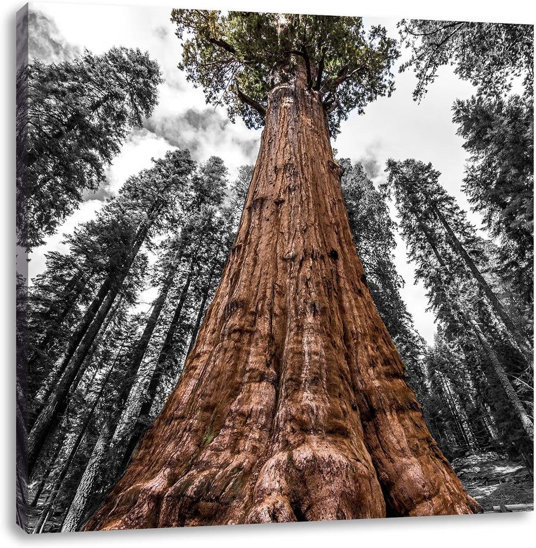 Pixxprint Riesenbaum Regenwald als Leinwandbild/Grösse: 70x70 cm/Wandbild/Kunstdruck/fertig bespannt