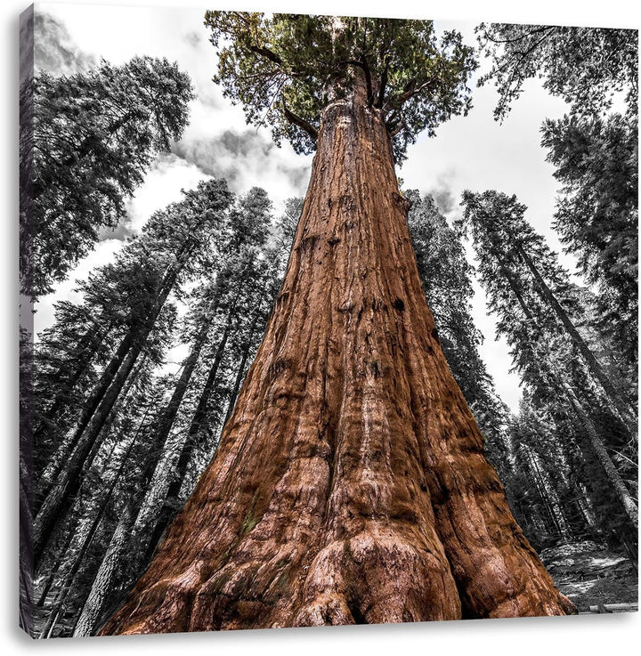 Pixxprint Riesenbaum Regenwald als Leinwandbild/Grösse: 70x70 cm/Wandbild/Kunstdruck/fertig bespannt