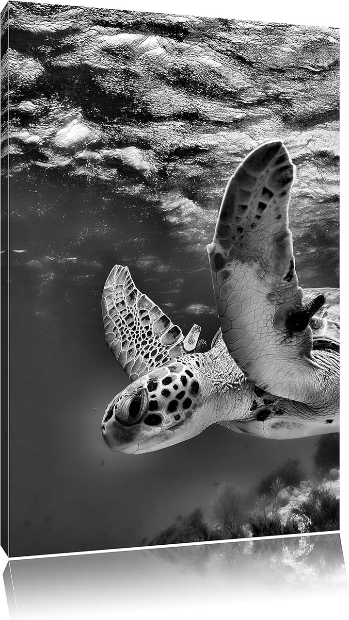 Pixxprint Schildkröte im Riff als Leinwandbild/Grösse: 100x70 cm/Wandbild/Kunstdruck/fertig bespannt
