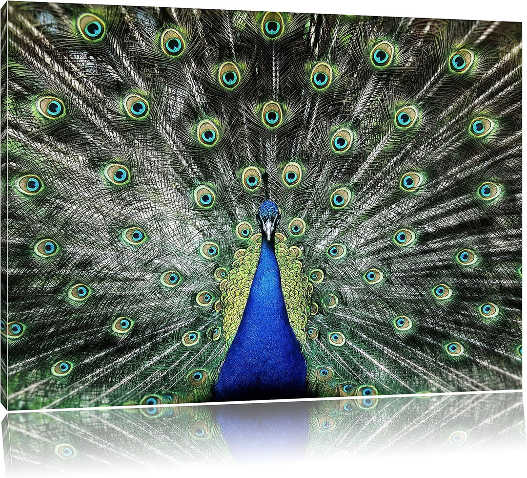 Pixxprint Schöner Pfau mit seinem Gefieder als Leinwandbild/Grösse: 100x70 cm/Wandbild/Kunstdruck/fe