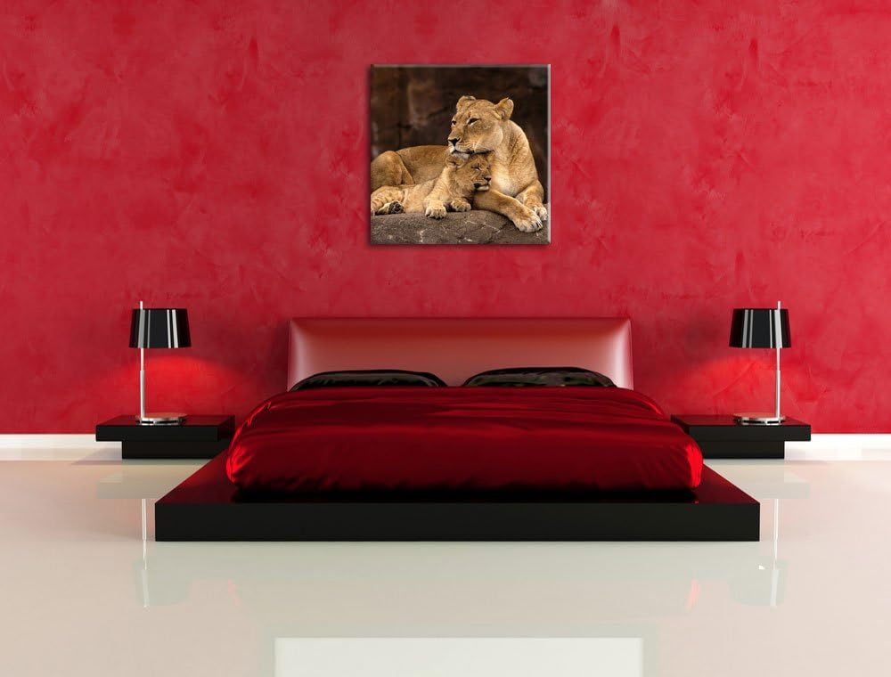 Pixxprint Löwe mit Löwenjungen als Leinwandbild Quadratisch/Grösse: 70x70 / Wandbild/Kunstdruck/fert