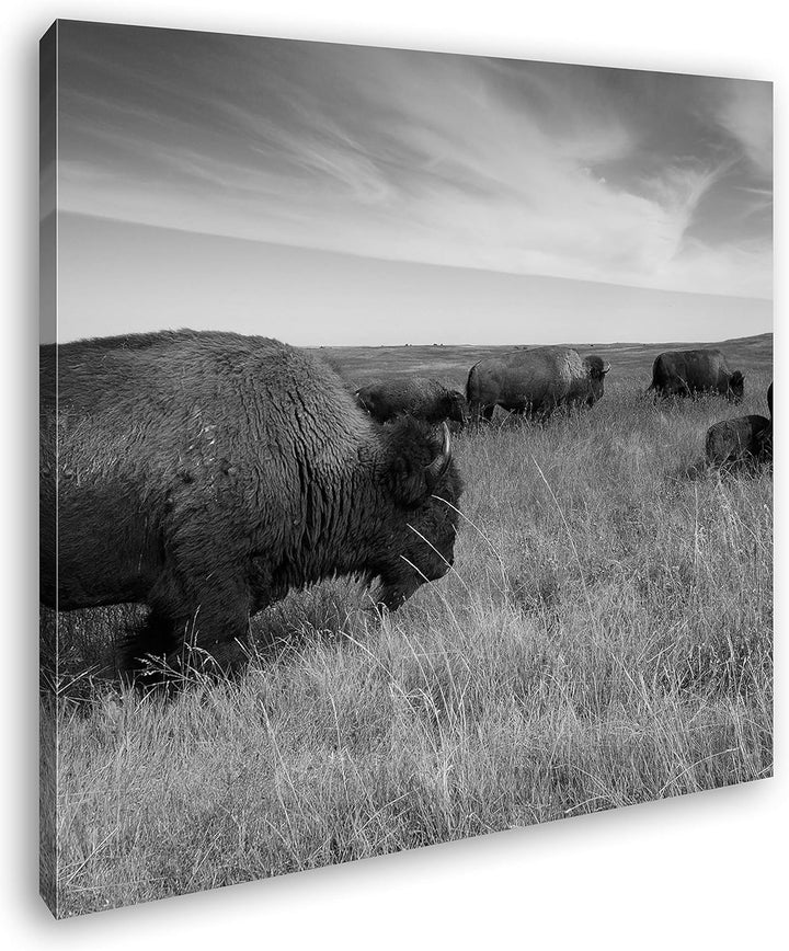 Bison Herde in der Steppe Format: 70x70 Effekt: Schwarz&Weiss als Leinwandbild, Motiv auf Echtholzra