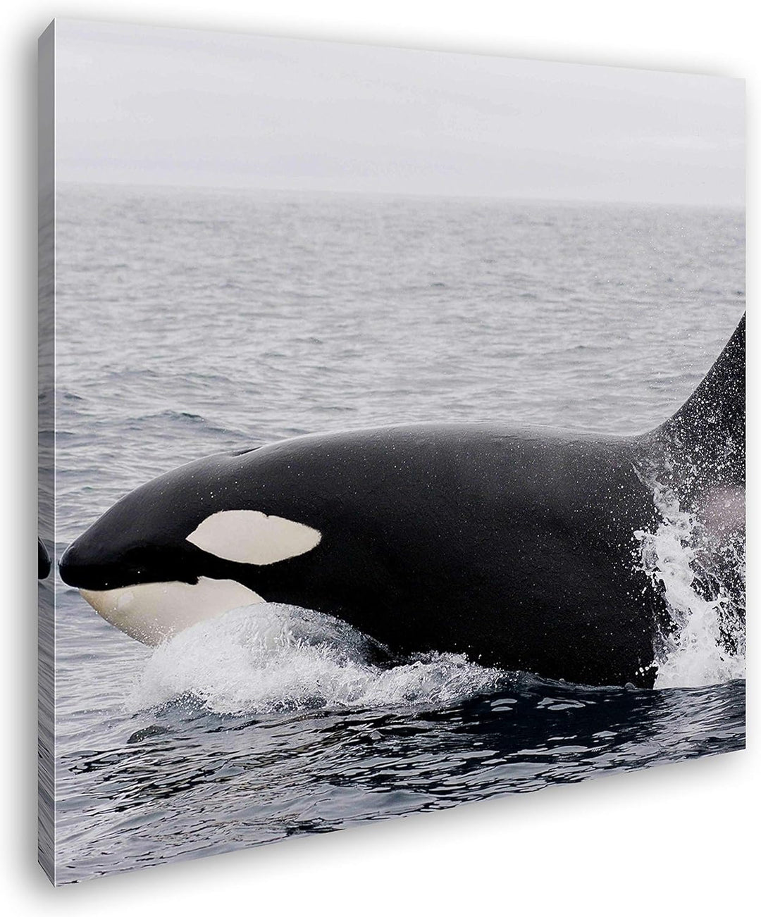 deyoli edler Orca Format: 70x70 als Leinwand, Motiv fertig gerahmt auf Echtholzrahmen, Hochwertiger