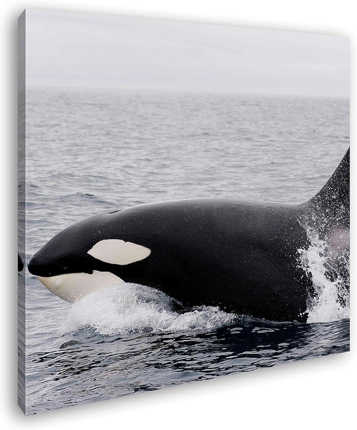 deyoli edler Orca Format: 70x70 als Leinwand, Motiv fertig gerahmt auf Echtholzrahmen, Hochwertiger