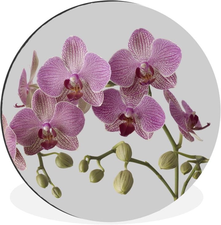 MuchoWow Wandbild Rund Wanddeko Deko Wohnzimmer Bilder 30x30 cm Orchideen auf grauem Hintergrund, 30
