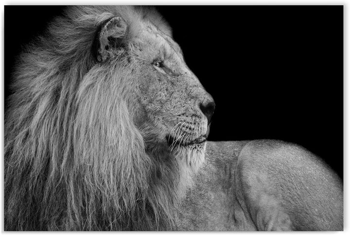 Feeby. Wandbilder - 1 Teilig- 70x100 cm - Bilder Kunstdrucke Deko Panel, LÖWE, NATUR, SCHWARZ UND WE