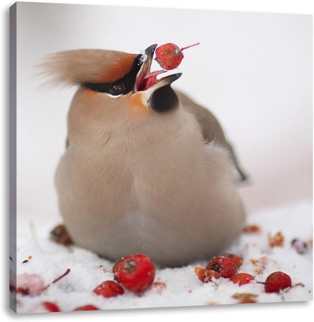 Kleiner Vogel im Schnee, Format: 70x70 auf Leinwand, XXL riesige Bilder fertig gerahmt mit Keilrahme