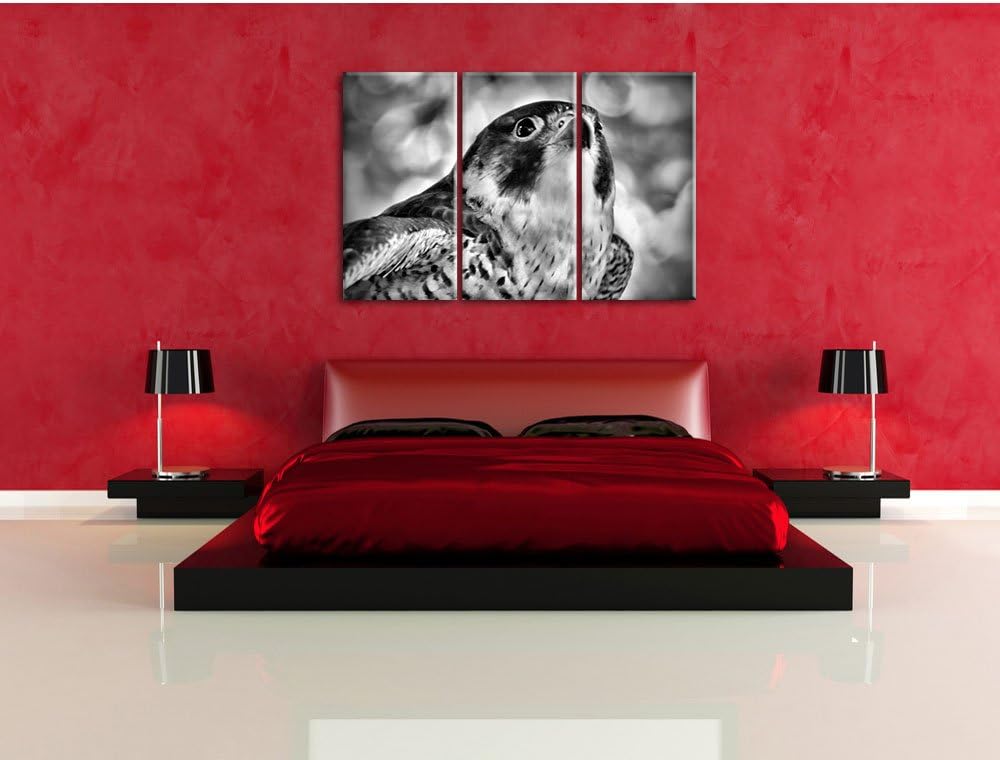 Pixxprint schöner Grauer Adler als Leinwandbild | Grösse: 3 Teilig (120x80) | Wandbild| Kunstdruck |