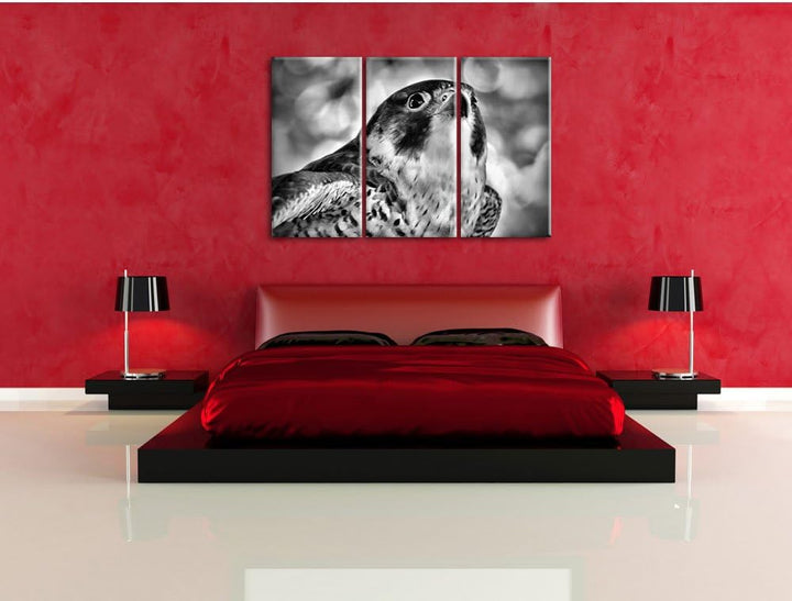 Pixxprint schöner Grauer Adler als Leinwandbild | Grösse: 3 Teilig (120x80) | Wandbild| Kunstdruck |