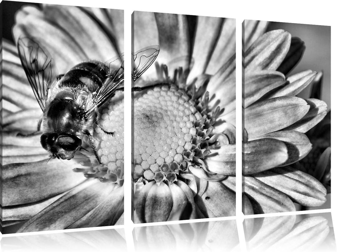 Pixxprint Biene auf Margarete als Leinwandbild/Grösse: 3 Teilig (120x80) cm/Wandbild/Kunstdruck/fert