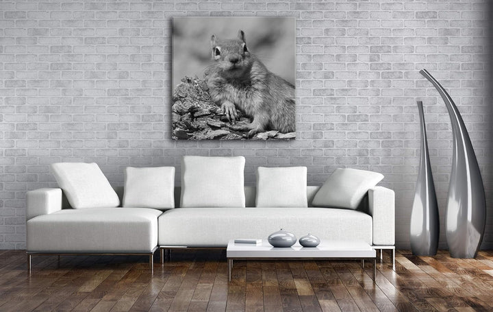 deyoli niedliches Gold Eichhörnchen Format: 70x70 Effekt: Schwarz&Weiss als Leinwandbild, Motiv auf