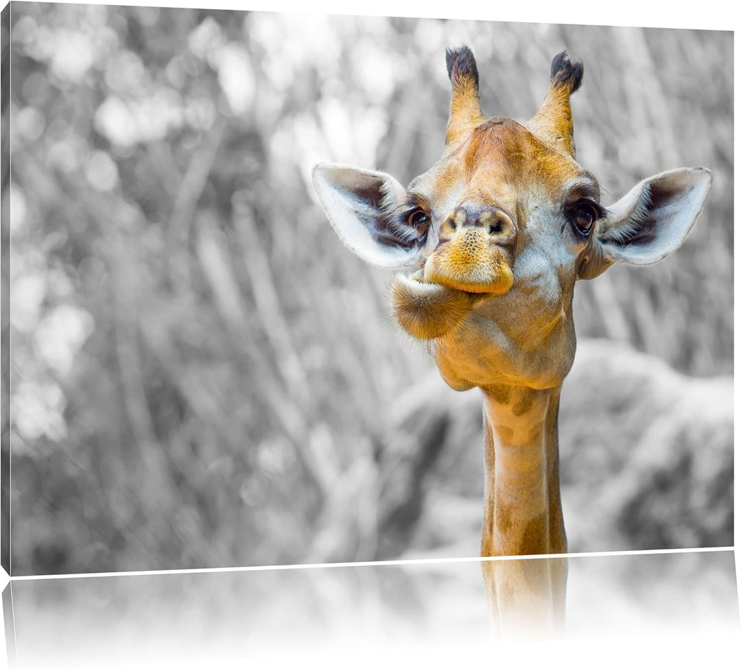 Pixxprint Giraffe in der Natur B&W Detail als Leinwandbild/Grösse: 100x70 cm/Wandbild/Kunstdruck/fer