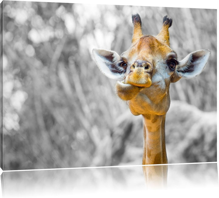 Pixxprint Giraffe in der Natur B&W Detail als Leinwandbild/Grösse: 100x70 cm/Wandbild/Kunstdruck/fer