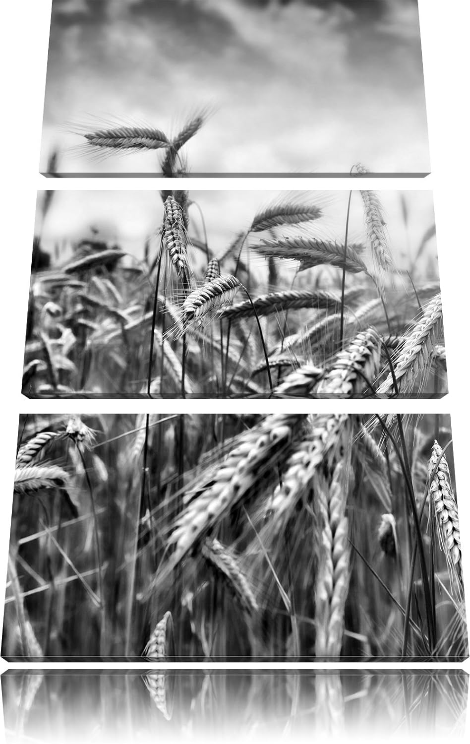 Pixxprint Getreide im Sonnenlicht als Leinwandbild/Grösse: 3 Teilig (120x80 cm) cm/Wandbild/Kunstdru