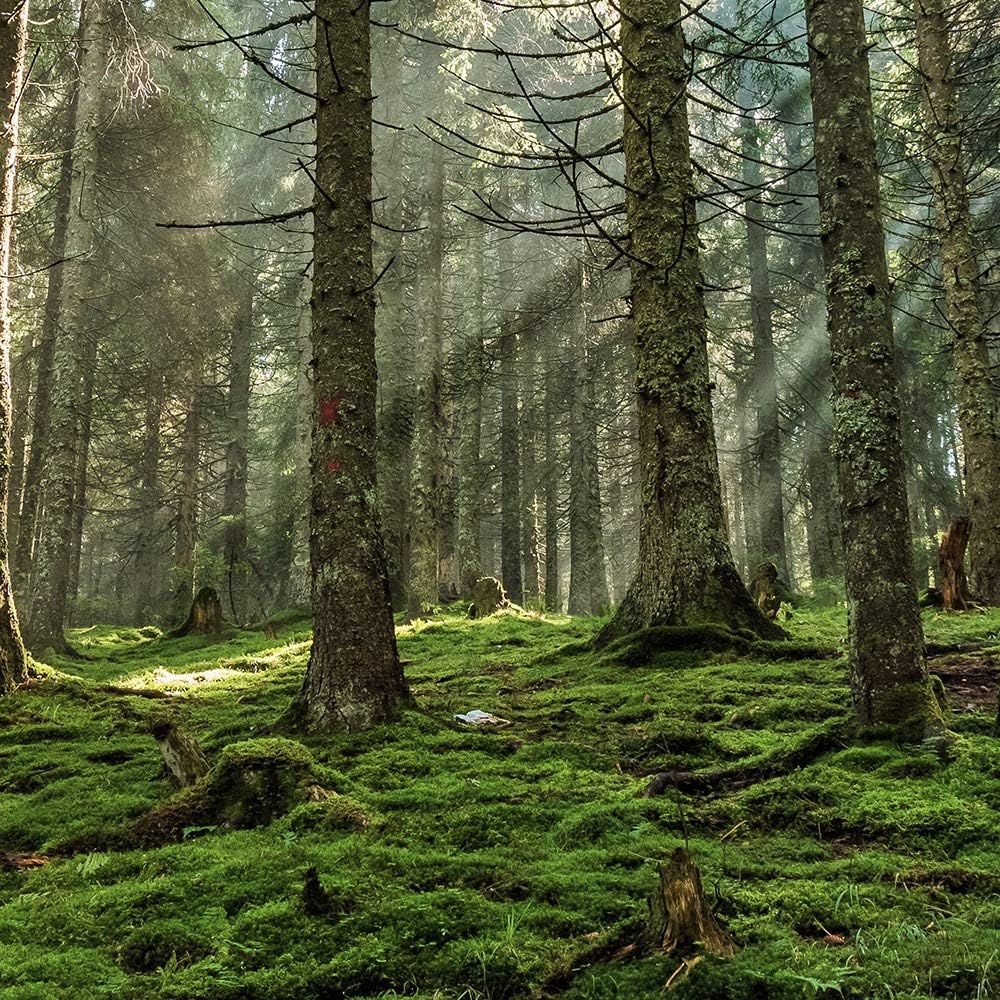 Feeby Leinwandbild Landschaft 5 TLG Bild Kunstdruck Natur Wald Bäume grün 100x70 cm Leinwandbild 100