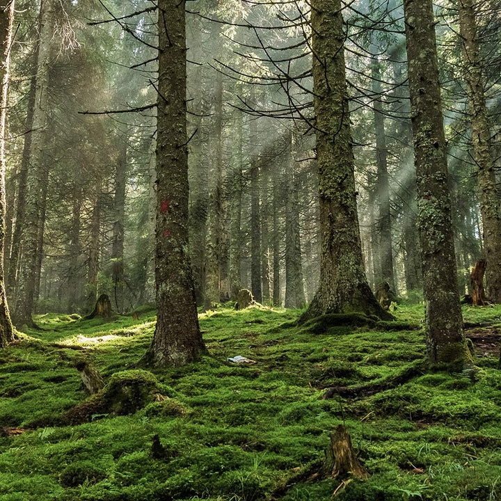 Feeby Leinwandbild Landschaft 5 TLG Bild Kunstdruck Natur Wald Bäume grün 100x70 cm Leinwandbild 100