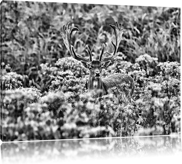 Pixxprint Hirschbock auf Wildwiese / 100x70cm Leinwandbild bespannt auf Holzrahmen/Wandbild Kunstdru