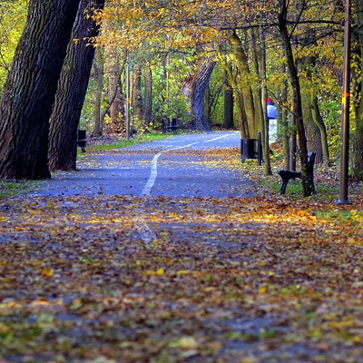 Leinwandbild 5 Teilig Landschaft Bild Wanddeko Park Allee Herbst bunt 200x100 cm Leinwandbild 200x10