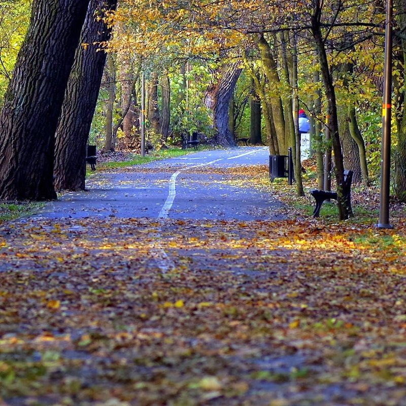 Leinwandbild 5 Teilig Landschaft Bild Wanddeko Park Allee Herbst bunt 200x100 cm Leinwandbild 200x10
