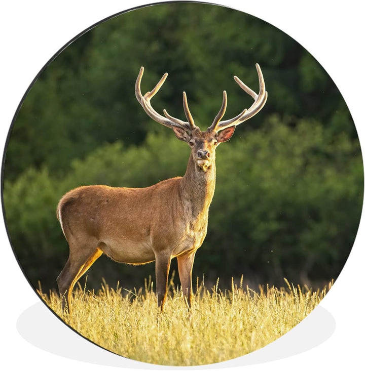 MuchoWow Wandbild Rund Wanddeko Deko Wohnzimmer Bilder 30x30 cm Hirsch - Geweih - Gras - Natur - Tie
