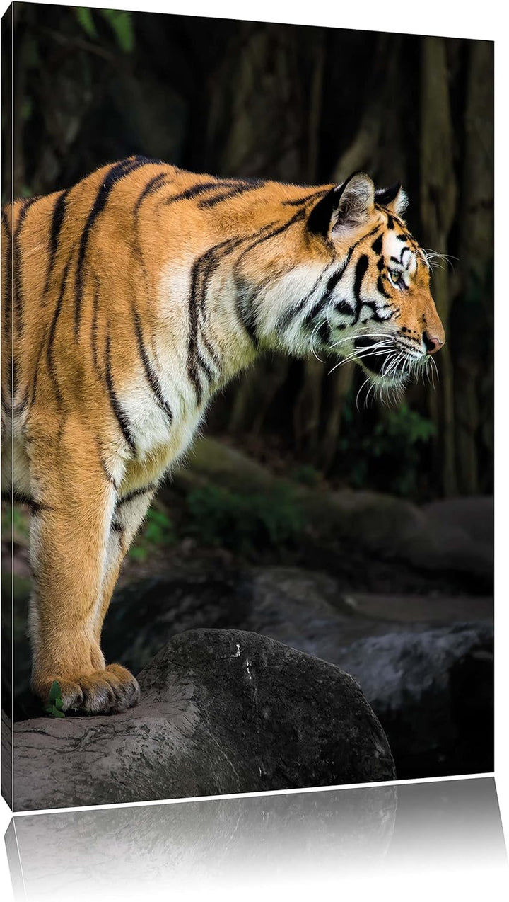 Pixxprint Tiger, Format: 100x70 auf Leinwand, XXL riesige Bilder fertig gerahmt mit Keilrahmen, Kuns