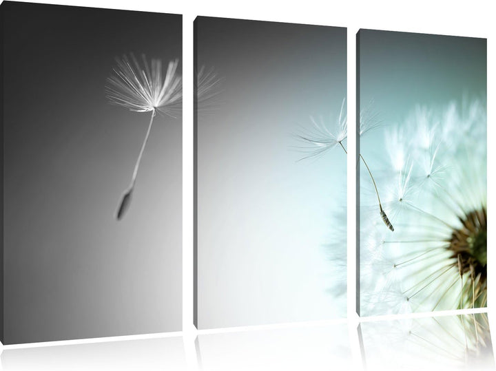 Pixxprint Löwenzahn Pusteblume als Leinwandbild/Grösse: 3 Teilig (120x80 cm) cm/Wandbild/Kunstdruck/