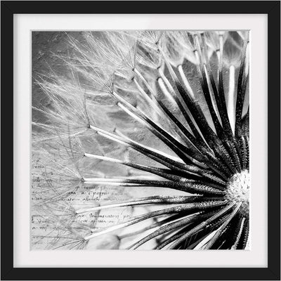 Bild mit Rahmen - Pusteblume Schwarz & Weiss - Rahmenfarbe Schwarz, 50 x 50 cm 50cm x 50cm Schwarz,