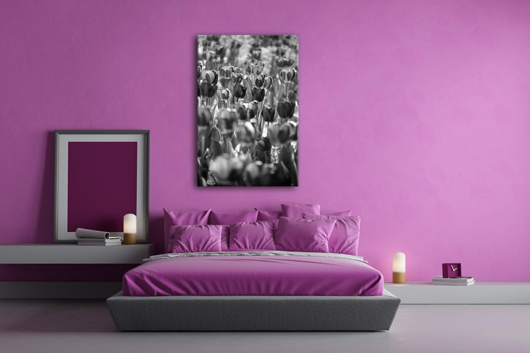 deyoli violette Tulpen Format: 80x60 Effekt: Schwarz/Weiss als Leinwand, Motiv fertig gerahmt auf Ec
