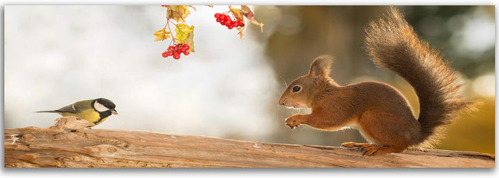 Feeby. Leinwandbild, Bilder, Wand Bild, Wandbilder, Kunstdruck 150x50 cm, EICHHÖRNCHEN, NATUR, BRAUN