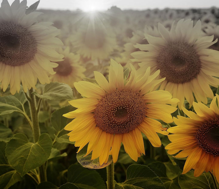 Sonnenblumen auf dem Feld Herdabdeckplatte & Spritzschutz aus Echtglas | Für Herd-Kochfelder | 60x52
