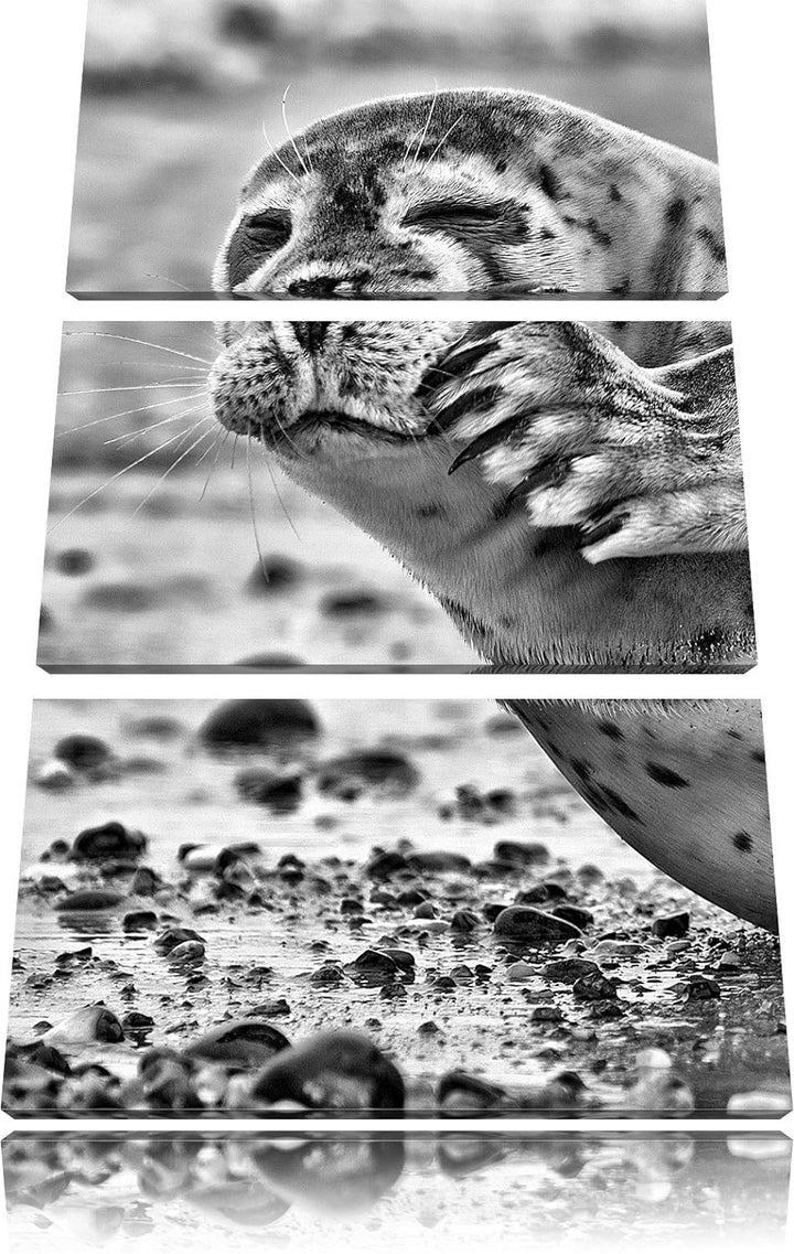 Pixxprint süsse Robbe beim Putzen als Leinwandbild/Grösse: 3 Teilig (120x80) cm/Wandbild/Kunstdruck/