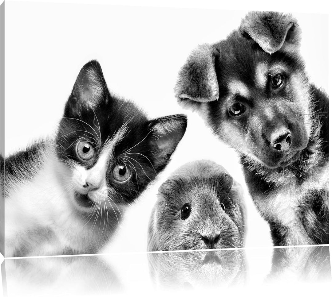 Pixxprint Trio Hund Katze Meerschwein als Leinwandbild/Grösse: 100x70 cm/Wandbild/Kunstdruck/fertig