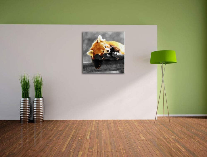 Pixxprint süsser Panda träumt schwarz/weiss, Format: 70x70 auf Leinwand, 70x70