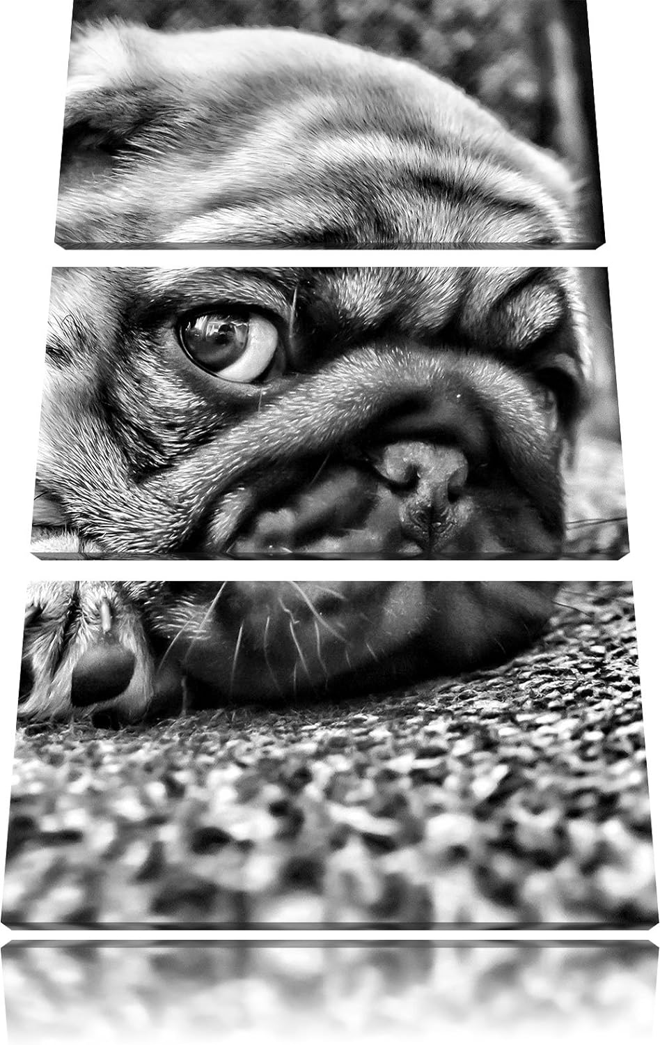 Pixxprint Süsser Mops auf Teppich als Leinwandbild/Grösse: 3 Teilig (120x80 cm) cm/Wandbild/Kunstdru