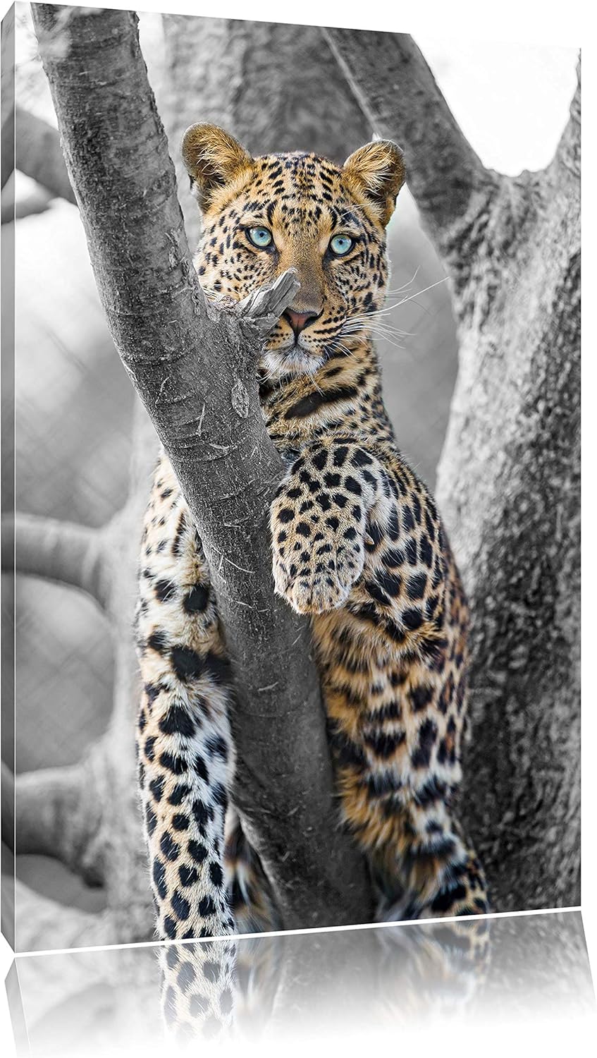 maiestätischer Leopard auf Baum schwarz/weiss auf Leinwand, XXL riesige Bilder fertig gerahmt mit Ke