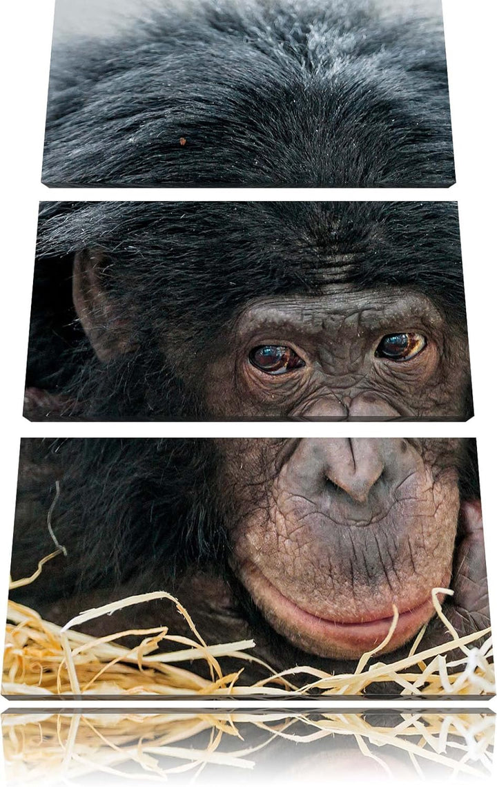 Pixxprint Kleiner Schimpanse im Heu 3-Teiler Leinwandbild 120x80 Bild auf Leinwand