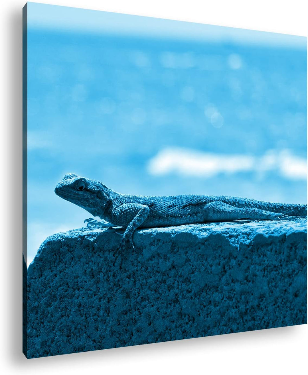 deyoli Gecko sonnt Sich Format: 60x60 Effekt: Monocrome Blau als Leinwandbild, Motiv fertig gerahmt