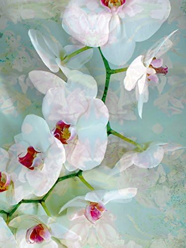 CALVENDO Puzzle Weiss Blaue Orchidee 1000 Teile Lege-Grösse 48 x 64 cm Foto-Puzzle Bild von Alaya GA