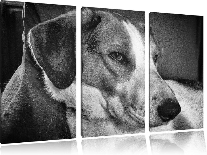 Pixxprint Monocrome, Jack Russel Terrier ruht Sich aus 3-Teiler Leinwandbild 120x80 Bild auf Leinwan