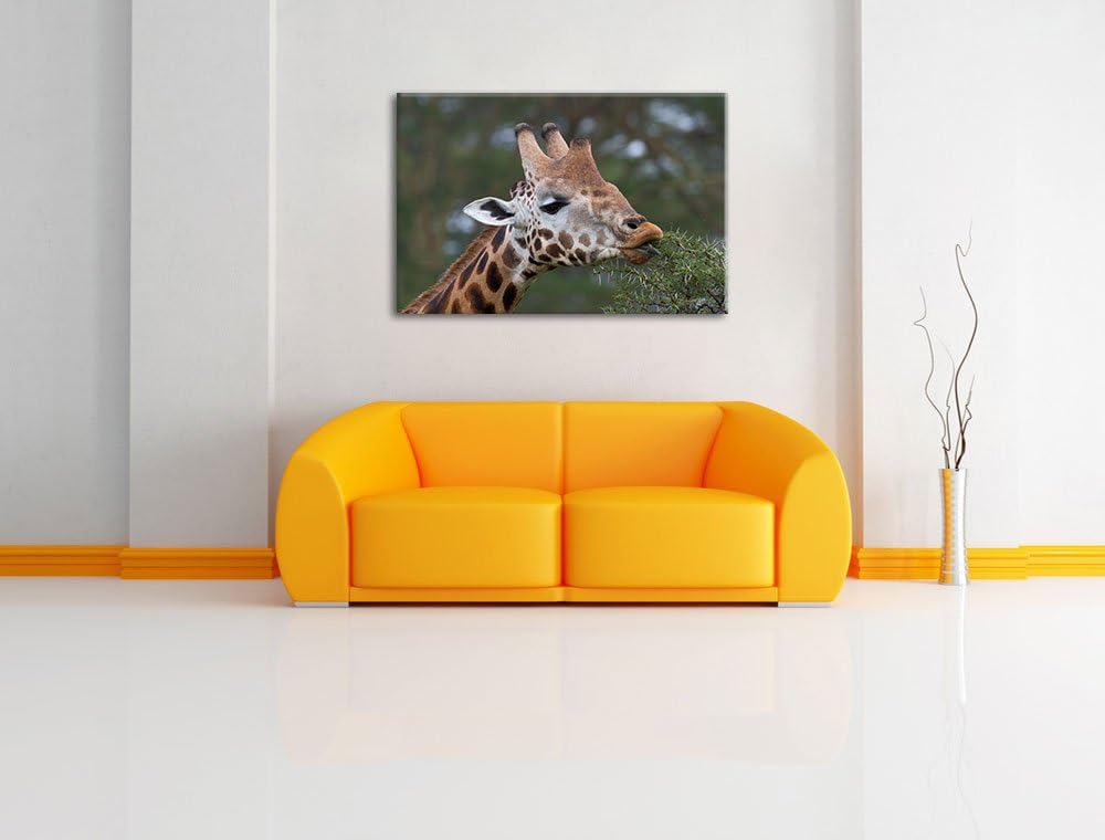 schöne Giraffe beim Fressen Leinwand, XXL riesige Bilder fertig gerahmt mit Keilrahmen, Kunstdruck a
